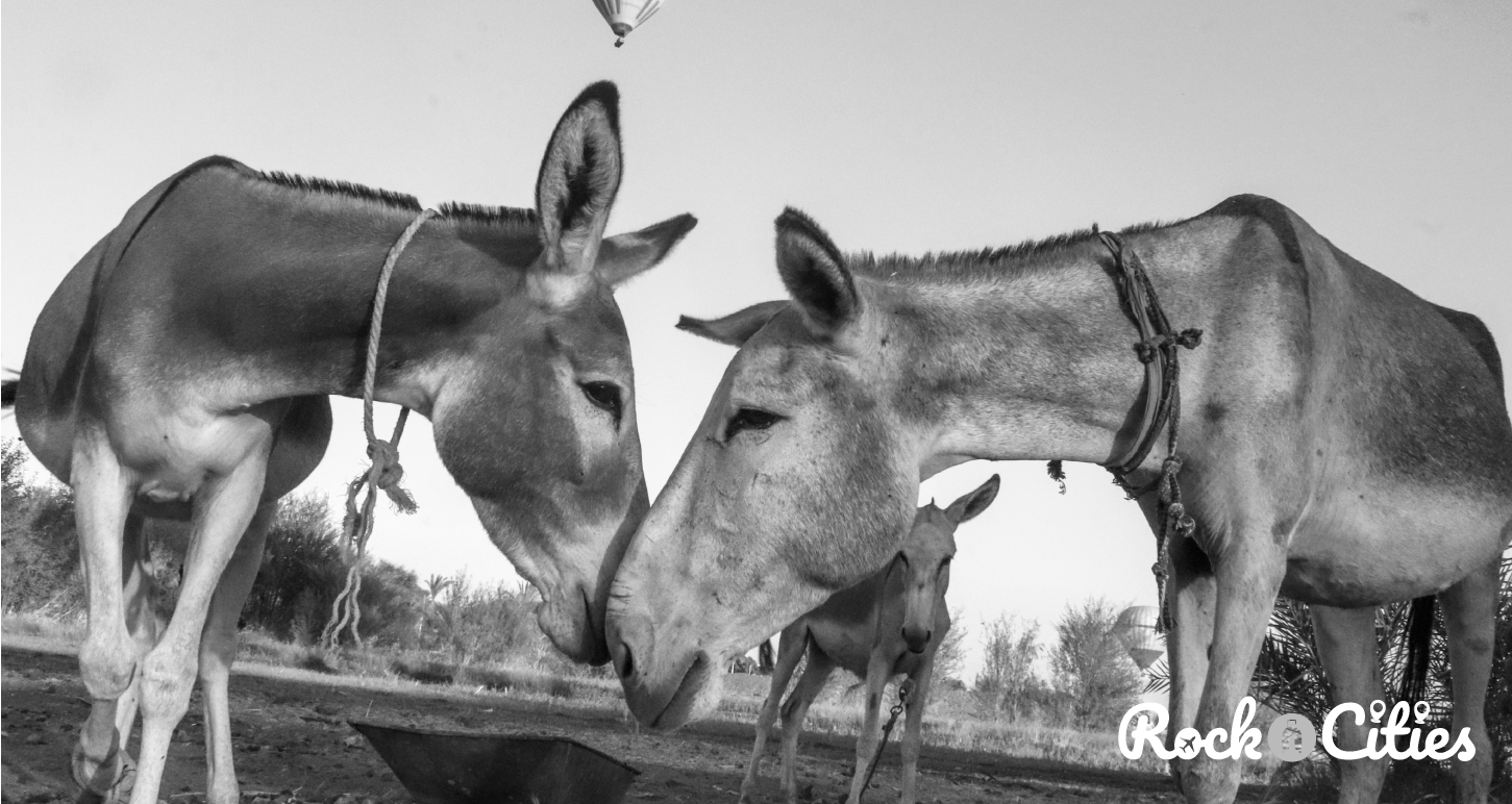 Rockncities_travel_tours_Luxor_4