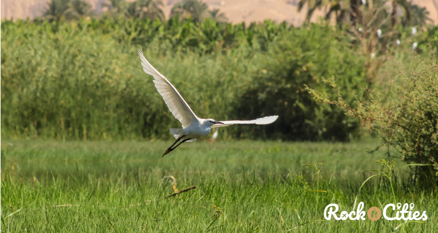 Rockncities_travel_tours_Luxor_7